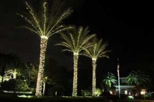 holiday lights on palm trees