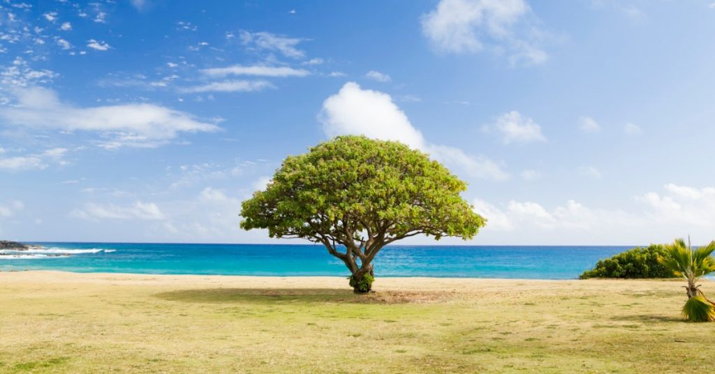 tree on beach