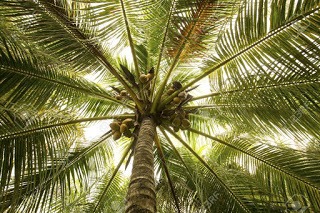 palm tree and coconuts from below