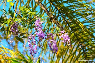 purple flowers and palm frond