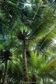 palm tree canopy