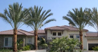 palm trees in front of house