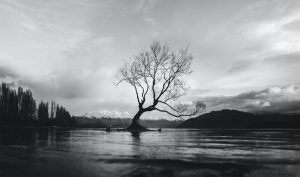 black and white image of tree that is sick and dying
