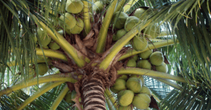 An upshot of a coconut palm tree that focuses on the coconuts.