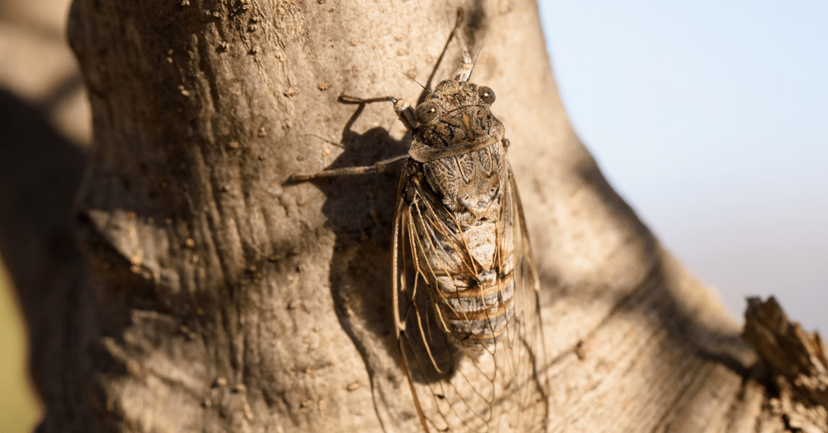How to Protect Fruit Trees from Bugs? Zimmerman Palm Beach