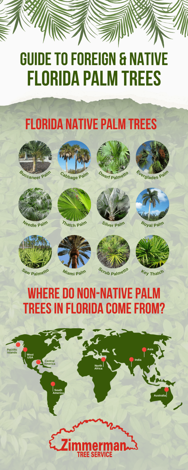 What Palm Trees are Native to Florida? Zimmerman Palm Beach