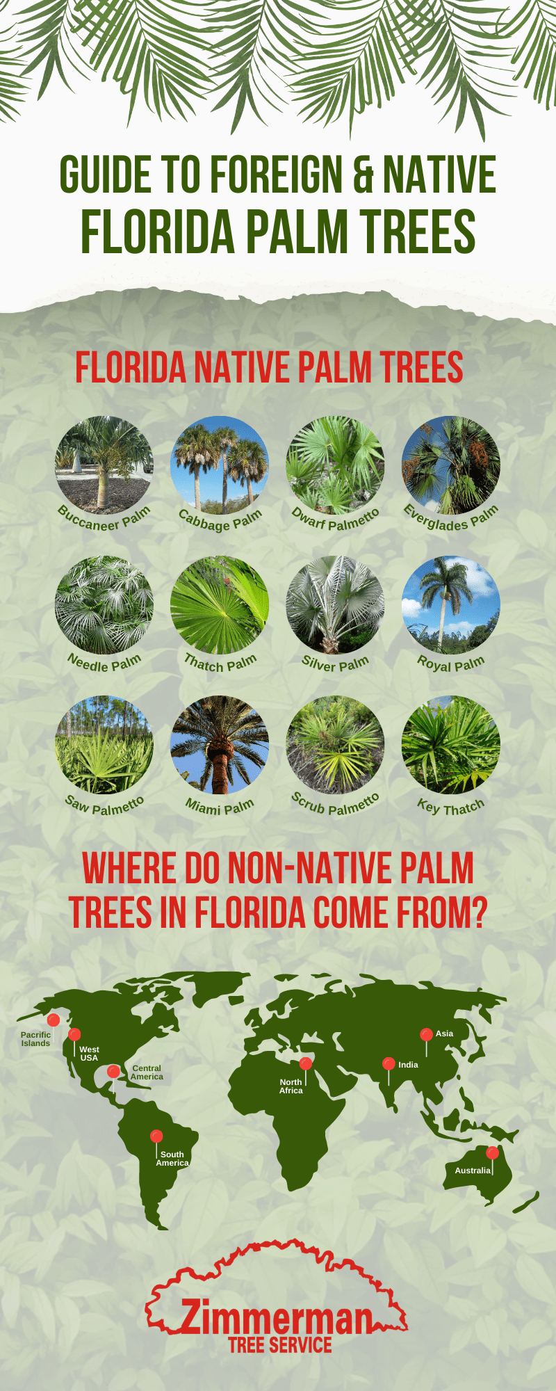 what-palm-trees-are-native-to-florida-zimmerman-palm-beach