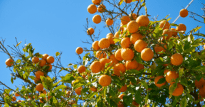 An orange tree