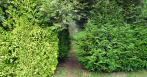 a patch of Leyland Cypress trees with a clearing that functions as a pathway