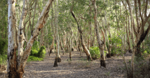 A clearing filled with Melaleuca Trees