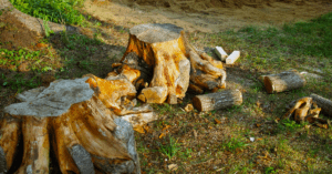 A pair of tree stumps