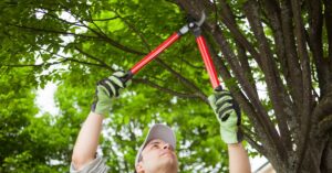 South Florida Tree Care Tips