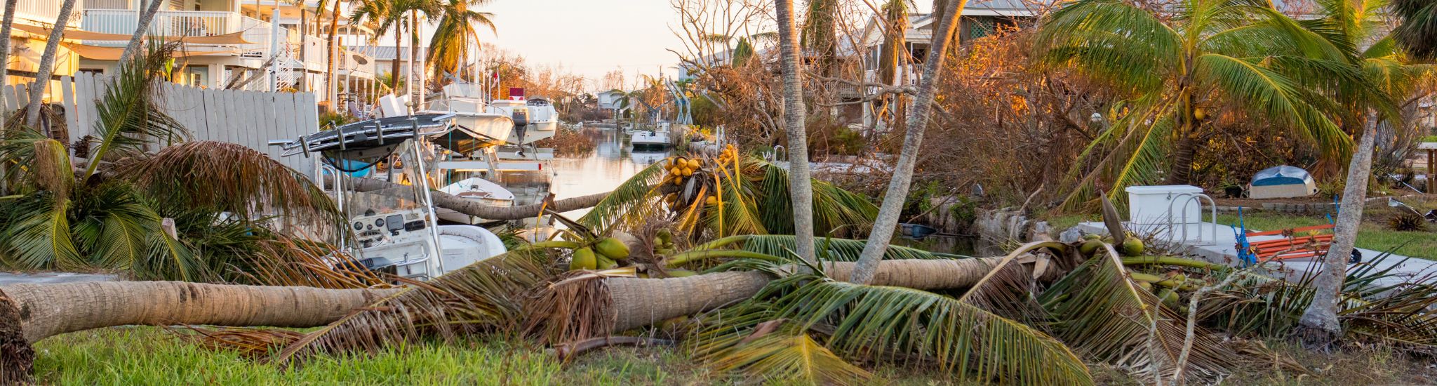 Tree damage from hurricane in Florida.