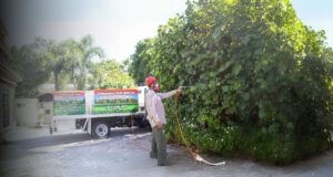 tree pest control