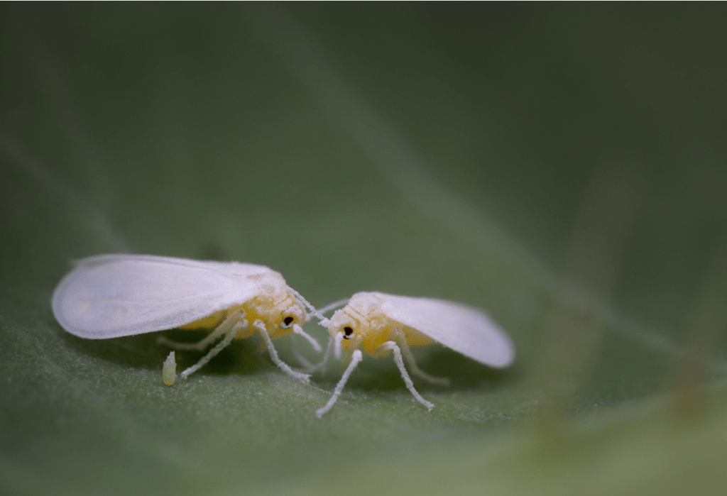 whiteflies - tree pest south florida