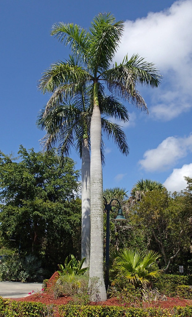 Royal Palm (Roystonea regia)