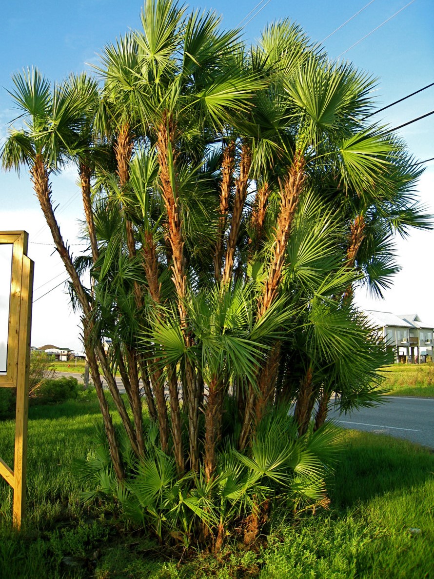 Paurotis Palm (Acoelorrhaphe wrightii)