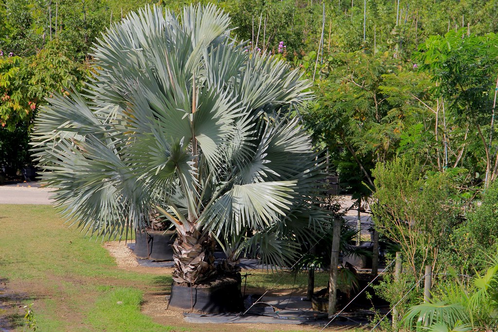 Bismarck Palm