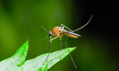 mosquito sitting on plant